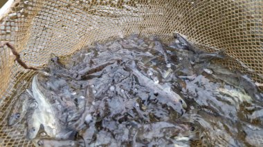 Genç pikelevrek stoklamak göller, göller ve nehirlerdeki popülasyonları iyileştirme veya geri getirme amaçlı yaygın olarak kullanılan bir yönetim uygulamasıdır. Başarı, kaynağa (havuz vs. RAS), salınımda boyut, zamanlama, yaşam alanı uygunluğu, av durumuna bağlıdır