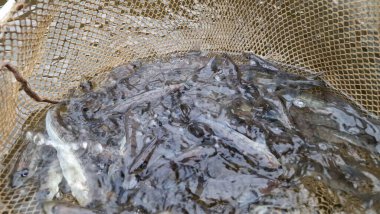 Genç pikelevrek stoklamak göller, göller ve nehirlerdeki popülasyonları iyileştirme veya geri getirme amaçlı yaygın olarak kullanılan bir yönetim uygulamasıdır. Başarı, kaynağa (havuz vs. RAS), salınımda boyut, zamanlama, yaşam alanı uygunluğu, av durumuna bağlıdır