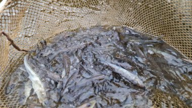 Genç pikelevrek stoklamak göller, göller ve nehirlerdeki popülasyonları iyileştirme veya geri getirme amaçlı yaygın olarak kullanılan bir yönetim uygulamasıdır. Başarı, kaynağa (havuz vs. RAS), salınımda boyut, zamanlama, yaşam alanı uygunluğu, av durumuna bağlıdır