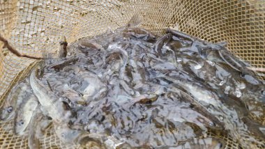 Genç pikelevrek stoklamak göller, göller ve nehirlerdeki popülasyonları iyileştirme veya geri getirme amaçlı yaygın olarak kullanılan bir yönetim uygulamasıdır. Başarı, kaynağa (havuz vs. RAS), salınımda boyut, zamanlama, yaşam alanı uygunluğu, av durumuna bağlıdır