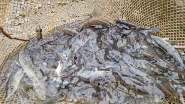 Genç pikelevrek stoklamak göller, göller ve nehirlerdeki popülasyonları iyileştirme veya geri getirme amaçlı yaygın olarak kullanılan bir yönetim uygulamasıdır. Başarı, kaynağa (havuz vs. RAS), salınımda boyut, zamanlama, yaşam alanı uygunluğu, av durumuna bağlıdır