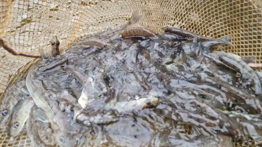 Genç pikelevrek stoklamak göller, göller ve nehirlerdeki popülasyonları iyileştirme veya geri getirme amaçlı yaygın olarak kullanılan bir yönetim uygulamasıdır. Başarı, kaynağa (havuz vs. RAS), salınımda boyut, zamanlama, yaşam alanı uygunluğu, av durumuna bağlıdır