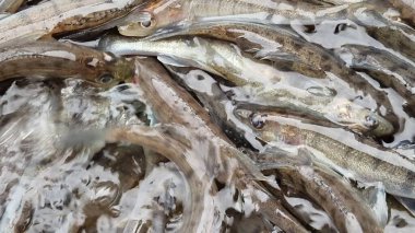 Islahevi pikeperch sander lucioperca stoklama