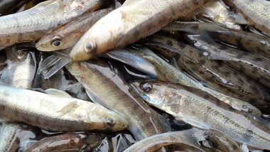 Islahevi pikeperch sander lucioperca stoklama