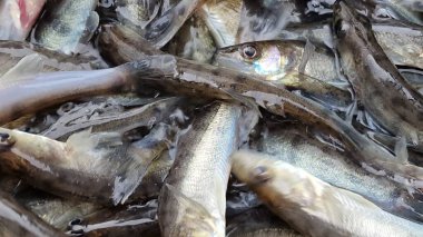 Islahevi pikeperch sander lucioperca stoklama