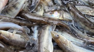 Islahevi pikeperch sander lucioperca stoklama