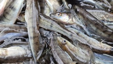 Islahevi pikeperch sander lucioperca stoklama