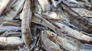 Islahevi pikeperch sander lucioperca stoklama