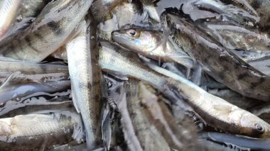 Islahevi pikeperch sander lucioperca stoklama