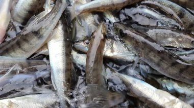 Islahevi pikeperch sander lucioperca stoklama