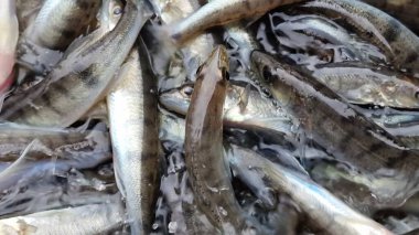 Islahevi pikeperch sander lucioperca stoklama