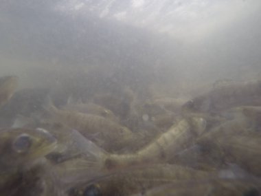 Balık popülasyonlarını ve balıkçılığı desteklemek için genç pikeperch 'i (Sander lucioperca) doğal sulara salma süreci. Bu uygulama stokların artmasına, biyolojik çeşitliliğin artmasına ve ekosistin sürdürülmesine yardımcı olur.