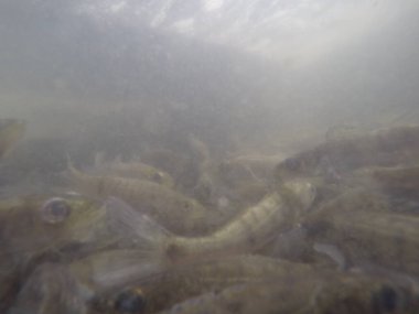 Balık popülasyonlarını ve balıkçılığı desteklemek için genç pikeperch 'i (Sander lucioperca) doğal sulara salma süreci. Bu uygulama stokların artmasına, biyolojik çeşitliliğin artmasına ve ekosistin sürdürülmesine yardımcı olur.