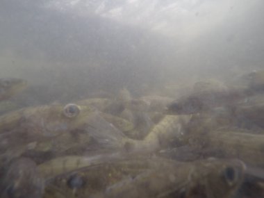 Balık popülasyonlarını ve balıkçılığı desteklemek için genç pikeperch 'i (Sander lucioperca) doğal sulara salma süreci. Bu uygulama stokların artmasına, biyolojik çeşitliliğin artmasına ve ekosistin sürdürülmesine yardımcı olur.
