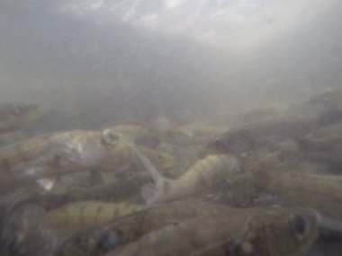 Balık popülasyonlarını ve balıkçılığı desteklemek için genç pikeperch 'i (Sander lucioperca) doğal sulara salma süreci. Bu uygulama stokların artmasına, biyolojik çeşitliliğin artmasına ve ekosistin sürdürülmesine yardımcı olur.