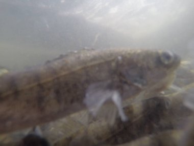 Balık popülasyonlarını ve balıkçılığı desteklemek için genç pikeperch 'i (Sander lucioperca) doğal sulara salma süreci. Bu uygulama stokların artmasına, biyolojik çeşitliliğin artmasına ve ekosistin sürdürülmesine yardımcı olur.