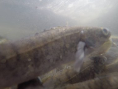 Balık popülasyonlarını ve balıkçılığı desteklemek için genç pikeperch 'i (Sander lucioperca) doğal sulara salma süreci. Bu uygulama stokların geliştirilmesine, biyolojik çeşitliliğin iyileştirilmesine ve ekosistemin sürdürülmesine yardımcı olur