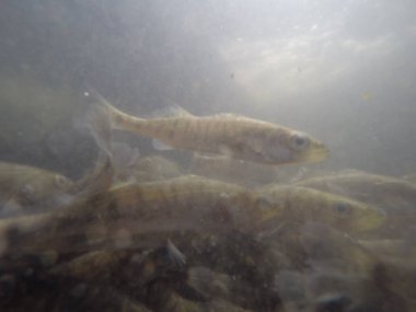 Balık popülasyonlarını ve balıkçılığı desteklemek için genç pikeperch 'i (Sander lucioperca) doğal sulara salma süreci. Bu uygulama stokların geliştirilmesine, biyolojik çeşitliliğin iyileştirilmesine ve ekosistemin sürdürülmesine yardımcı olur