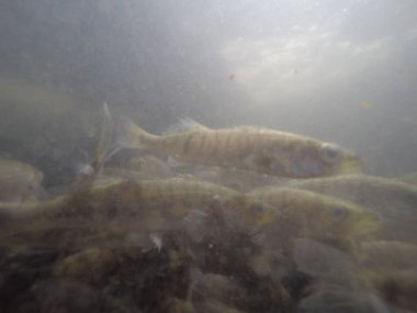 Balık popülasyonlarını ve balıkçılığı desteklemek için genç pikeperch 'i (Sander lucioperca) doğal sulara salma süreci. Bu uygulama stokların geliştirilmesine, biyolojik çeşitliliğin iyileştirilmesine ve ekosistemin sürdürülmesine yardımcı olur