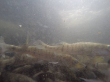 Balık popülasyonlarını ve balıkçılığı desteklemek için genç pikeperch 'i (Sander lucioperca) doğal sulara salma süreci. Bu uygulama stokların geliştirilmesine, biyolojik çeşitliliğin iyileştirilmesine ve ekosistemin sürdürülmesine yardımcı olur