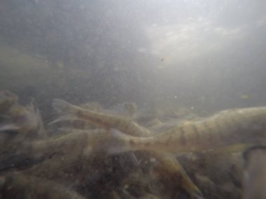 Balık popülasyonlarını ve balıkçılığı desteklemek için genç pikeperch 'i (Sander lucioperca) doğal sulara salma süreci. Bu uygulama stokların geliştirilmesine, biyolojik çeşitliliğin iyileştirilmesine ve ekosistemin sürdürülmesine yardımcı olur