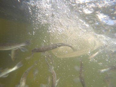 Balık popülasyonlarını ve balıkçılığı desteklemek için genç pikeperch 'i (Sander lucioperca) doğal sulara salma süreci. Bu uygulama stokların geliştirilmesine, biyolojik çeşitliliğin iyileştirilmesine ve ekosistemin sürdürülmesine yardımcı olur