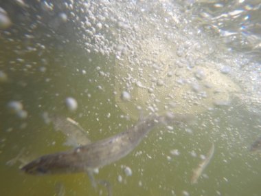 Balık popülasyonlarını ve balıkçılığı desteklemek için genç pikeperch 'i (Sander lucioperca) doğal sulara salma süreci. Bu uygulama stokların geliştirilmesine, biyolojik çeşitliliğin iyileştirilmesine ve ekosistemin sürdürülmesine yardımcı olur