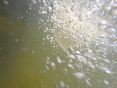 Balık popülasyonlarını ve balıkçılığı desteklemek için genç pikeperch 'i (Sander lucioperca) doğal sulara salma süreci. Bu uygulama stokların geliştirilmesine, biyolojik çeşitliliğin iyileştirilmesine ve ekosistemin sürdürülmesine yardımcı olur