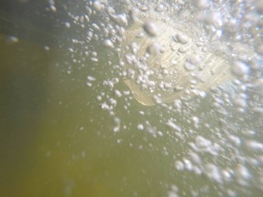 Balık popülasyonlarını ve balıkçılığı desteklemek için genç pikeperch 'i (Sander lucioperca) doğal sulara salma süreci. Bu uygulama stokların geliştirilmesine, biyolojik çeşitliliğin iyileştirilmesine ve ekosistemin sürdürülmesine yardımcı olur