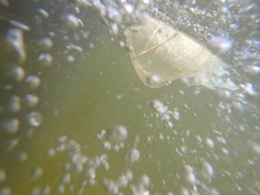 Balık popülasyonlarını ve balıkçılığı desteklemek için genç pikeperch 'i (Sander lucioperca) doğal sulara salma süreci. Bu uygulama stokların geliştirilmesine, biyolojik çeşitliliğin iyileştirilmesine ve ekosistemin sürdürülmesine yardımcı olur