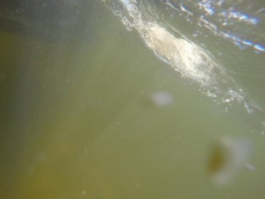 Balık popülasyonlarını ve balıkçılığı desteklemek için genç pikeperch 'i (Sander lucioperca) doğal sulara salma süreci. Bu uygulama stokların geliştirilmesine, biyolojik çeşitliliğin iyileştirilmesine ve ekosistemin sürdürülmesine yardımcı olur