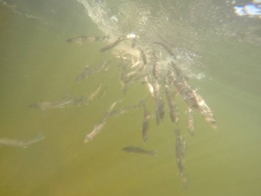 Balık popülasyonlarını ve balıkçılığı desteklemek için genç pikeperch 'i (Sander lucioperca) doğal sulara salma süreci. Bu uygulama stokların geliştirilmesine, biyolojik çeşitliliğin iyileştirilmesine ve ekosistemin sürdürülmesine yardımcı olur