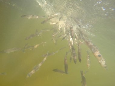 Balık popülasyonlarını ve balıkçılığı desteklemek için genç pikeperch 'i (Sander lucioperca) doğal sulara salma süreci. Bu uygulama stokların artmasına, biyolojik çeşitliliğin artmasına ve ekosistin sürdürülmesine yardımcı olur.