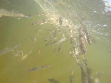 Balık popülasyonlarını ve balıkçılığı desteklemek için genç pikeperch 'i (Sander lucioperca) doğal sulara salma süreci. Bu uygulama stokların artmasına, biyolojik çeşitliliğin artmasına ve ekosistin sürdürülmesine yardımcı olur.