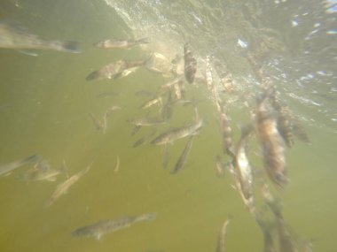 Balık popülasyonlarını ve balıkçılığı desteklemek için genç pikeperch 'i (Sander lucioperca) doğal sulara salma süreci. Bu uygulama stokların artmasına, biyolojik çeşitliliğin artmasına ve ekosistin sürdürülmesine yardımcı olur.