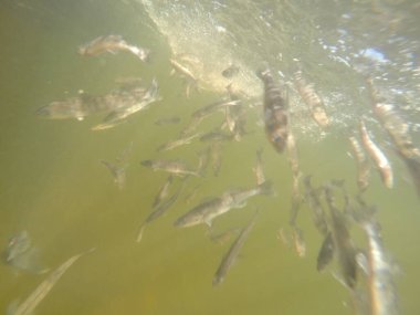 Balık popülasyonlarını ve balıkçılığı desteklemek için genç pikeperch 'i (Sander lucioperca) doğal sulara salma süreci. Bu uygulama stokların artmasına, biyolojik çeşitliliğin artmasına ve ekosistin sürdürülmesine yardımcı olur.