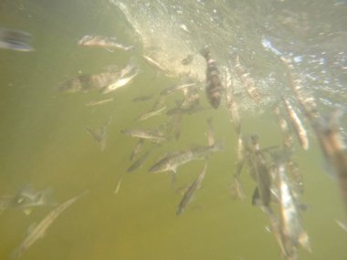 Balık popülasyonlarını ve balıkçılığı desteklemek için genç pikeperch 'i (Sander lucioperca) doğal sulara salma süreci. Bu uygulama stokların artmasına, biyolojik çeşitliliğin artmasına ve ekosistin sürdürülmesine yardımcı olur.