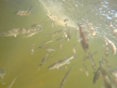 Balık popülasyonlarını ve balıkçılığı desteklemek için genç pikeperch 'i (Sander lucioperca) doğal sulara salma süreci. Bu uygulama stokların artmasına, biyolojik çeşitliliğin artmasına ve ekosistin sürdürülmesine yardımcı olur.