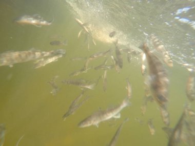 Balık popülasyonlarını ve balıkçılığı desteklemek için genç pikeperch 'i (Sander lucioperca) doğal sulara salma süreci. Bu uygulama stokların artmasına, biyolojik çeşitliliğin artmasına ve ekosistin sürdürülmesine yardımcı olur.