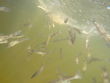 Balık popülasyonlarını ve balıkçılığı desteklemek için genç pikeperch 'i (Sander lucioperca) doğal sulara salma süreci. Bu uygulama stokların artmasına, biyolojik çeşitliliğin artmasına ve ekosistin sürdürülmesine yardımcı olur.