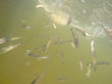 Balık popülasyonlarını ve balıkçılığı desteklemek için genç pikeperch 'i (Sander lucioperca) doğal sulara salma süreci. Bu uygulama stokların artmasına, biyolojik çeşitliliğin artmasına ve ekosistin sürdürülmesine yardımcı olur.