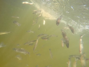 Balık popülasyonlarını ve balıkçılığı desteklemek için genç pikeperch 'i (Sander lucioperca) doğal sulara salma süreci. Bu uygulama stokların artmasına, biyolojik çeşitliliğin artmasına ve ekosistin sürdürülmesine yardımcı olur.