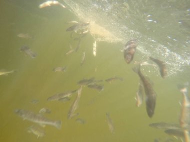 Balık popülasyonlarını ve balıkçılığı desteklemek için genç pikeperch 'i (Sander lucioperca) doğal sulara salma süreci. Bu uygulama stokların artmasına, biyolojik çeşitliliğin artmasına ve ekosistin sürdürülmesine yardımcı olur.