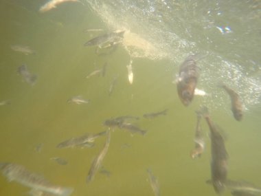 Balık popülasyonlarını ve balıkçılığı desteklemek için genç pikeperch 'i (Sander lucioperca) doğal sulara salma süreci. Bu uygulama stokların artmasına, biyolojik çeşitliliğin artmasına ve ekosistin sürdürülmesine yardımcı olur.