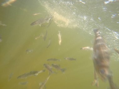 Balık popülasyonlarını ve balıkçılığı desteklemek için genç pikeperch 'i (Sander lucioperca) doğal sulara salma süreci. Bu uygulama stokların artmasına, biyolojik çeşitliliğin artmasına ve ekosistin sürdürülmesine yardımcı olur.
