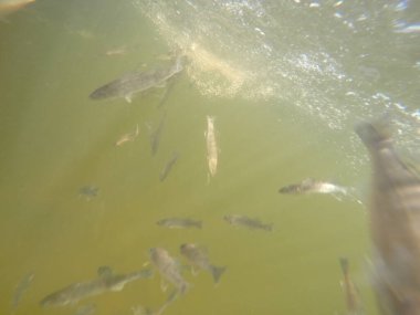 Balık popülasyonlarını ve balıkçılığı desteklemek için genç pikeperch 'i (Sander lucioperca) doğal sulara salma süreci. Bu uygulama stokların artmasına, biyolojik çeşitliliğin artmasına ve ekosistin sürdürülmesine yardımcı olur.