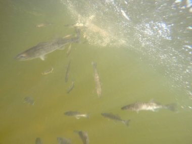 Balık popülasyonlarını ve balıkçılığı desteklemek için genç pikeperch 'i (Sander lucioperca) doğal sulara salma süreci. Bu uygulama stokların artmasına, biyolojik çeşitliliğin artmasına ve ekosistin sürdürülmesine yardımcı olur.