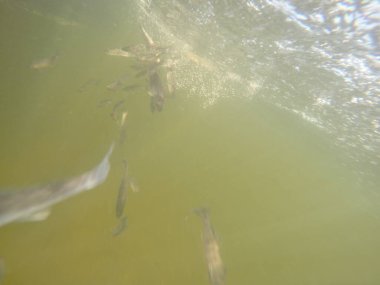 Balık popülasyonlarını ve balıkçılığı desteklemek için genç pikeperch 'i (Sander lucioperca) doğal sulara salma süreci. Bu uygulama stokların artmasına, biyolojik çeşitliliğin artmasına ve ekosistin sürdürülmesine yardımcı olur.