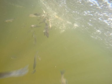 Balık popülasyonlarını ve balıkçılığı desteklemek için genç pikeperch 'i (Sander lucioperca) doğal sulara salma süreci. Bu uygulama stokların artmasına, biyolojik çeşitliliğin artmasına ve ekosistin sürdürülmesine yardımcı olur.