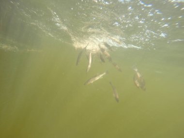Balık popülasyonlarını ve balıkçılığı desteklemek için genç pikeperch 'i (Sander lucioperca) doğal sulara salma süreci. Bu uygulama stokların artmasına, biyolojik çeşitliliğin artmasına ve ekosistin sürdürülmesine yardımcı olur.